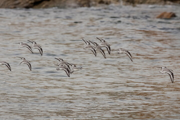 Flock of sanderlings in flight over sea