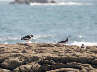 Oystercatcher resting on the sea rocks