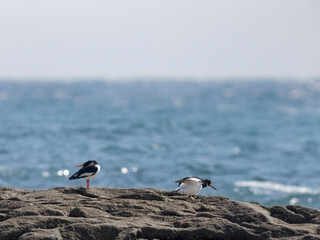 Oystercatcher resting on the sea rocks