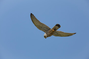 Krestel in flight against blue sky