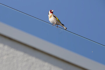 Goldfinch perched on transparent porch
