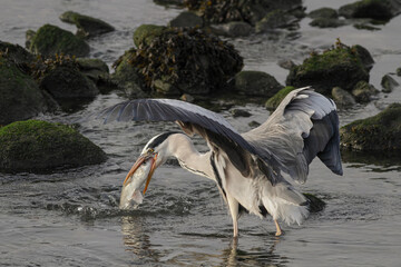 Heron eating a fish