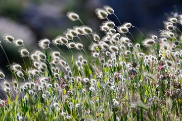 Hairy and fluffy wild plants