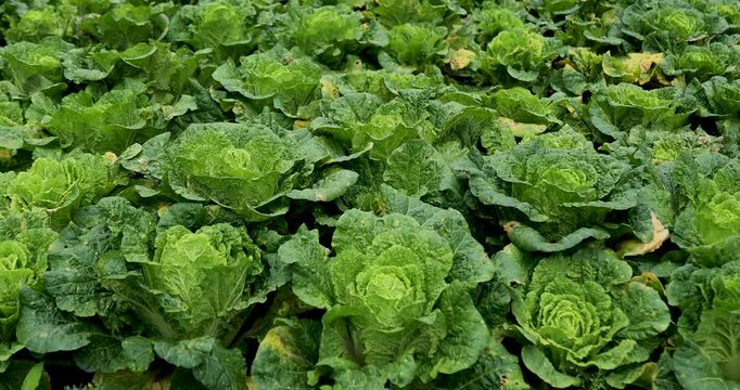 Green stem lettuce crops in garden