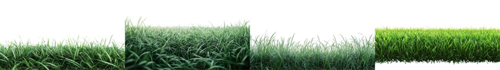 Obraz premium Varied Textures of Green Grass Against a Dark Background in Natural Light