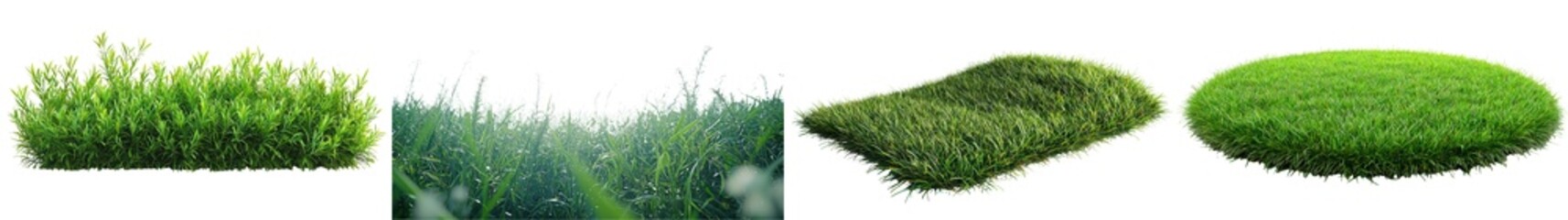 Obraz premium Varieties of Fresh Green Grass with Different Textures in a Nature Background