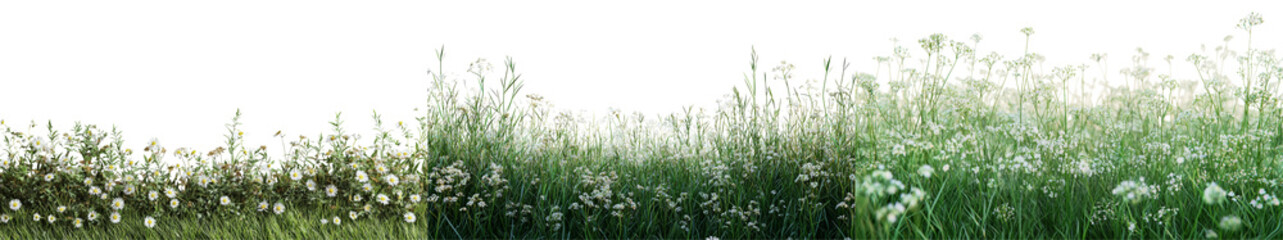 Lush Green Grassy Field with Delicate White Wildflowers in Bright Natural Light