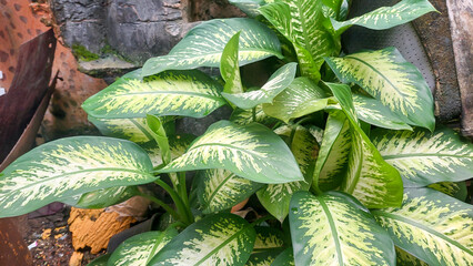  Dieffenbachia Seguine or Dumb Cane in a pot placed in the garden.