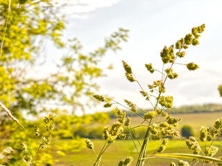 yellow flowers in the field