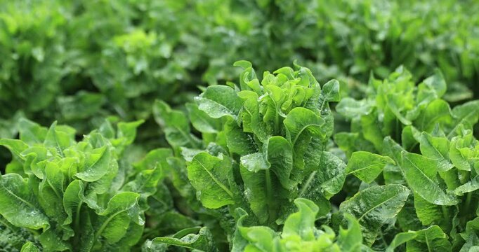 Green stem lettuce crops in garden