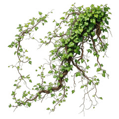 Tree branch with green leaves and botanical elements on a white background