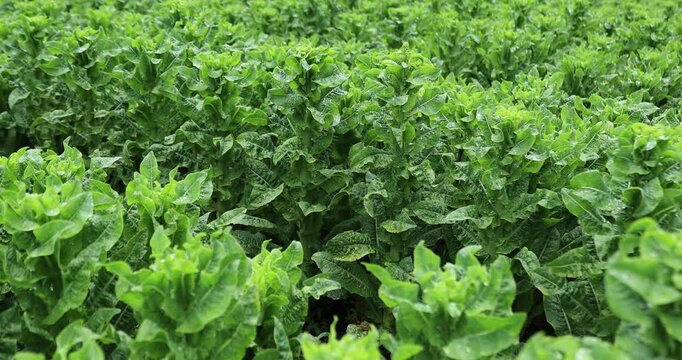 Green stem lettuce crops in garden