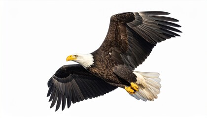 Obraz premium Flying bald eagle isolated on white background.