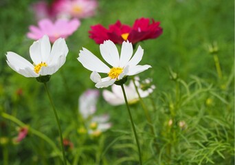 Cosmos flowers on blurred background. Focus on white flowers, red and pink flowers blurred in background. Top view of mexican aster in white, red, pink blossom in garden. Cosmos bipinnatus or Garden 
