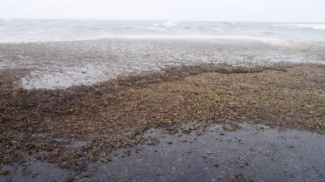 Autumn alluvium of marine eelgrass (Zostera). The litoral zone of coast of the Sea of Japan, Sakhalin