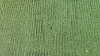 Textured Green Surface with Subtle Lines and Natural Imperfections Under Bright Light Conditions