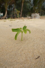 Young green plant emerging from sandy soil in a tranquil outdoor environment