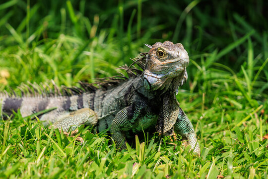 Leguan im Gr&uuml;n