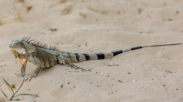 Leguan