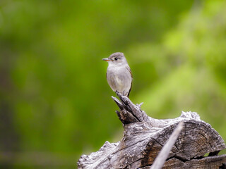 American Grey Flycatcher Perched on Log