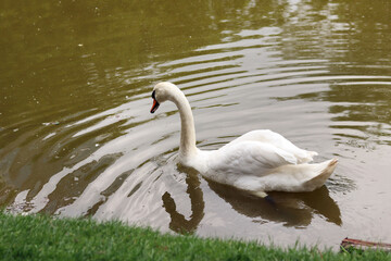 White swan swimming in the lake, close-up. Beautiful big bird. Close-up of a swan on a blurred background. Nature