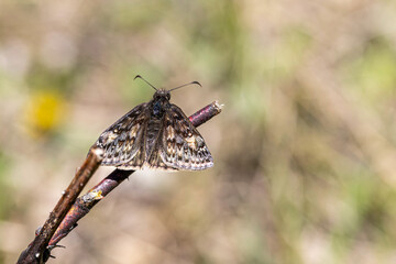 Juvenal's duskywing butterfly
