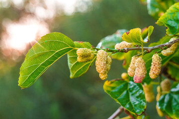 White Mulberries (Morus Alba) on a brench, Fresh white mulberry berries on tree., white mulberries...