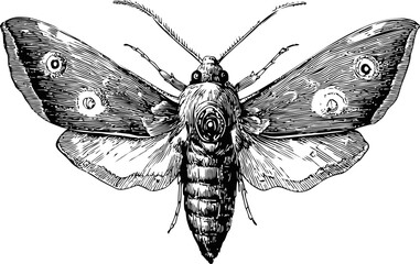 Intricately detailed black and white illustration of a moth with open wings. Vector illustration
