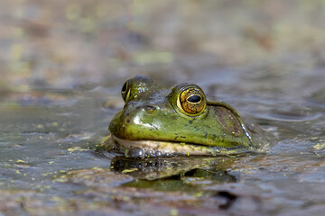 close up of a green frog from the front