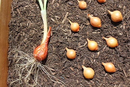 Steckzwiebeln auf der Erde im Garten