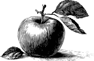Black and white illustration of an apple with leaves on a branch, line art style. Vector illustration