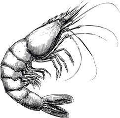 Detailed black and white ink drawing of a shrimp with intricate line work. Vector illustration