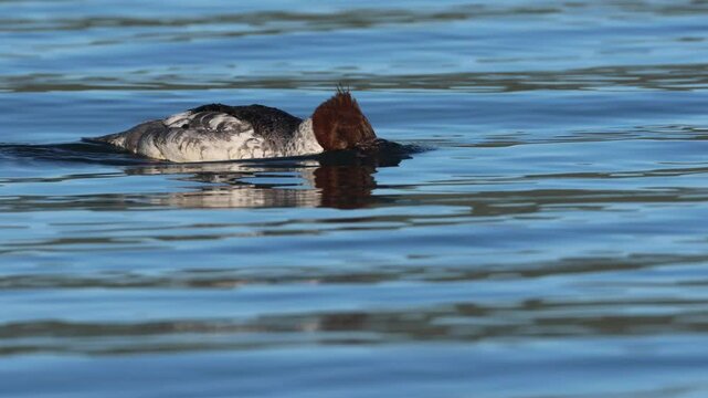 Common merganser hen (Mergus merganser) swims and forages in clear blue water on Eagle Lake in Lassen County, California.
