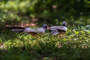 Coral Billed Ground Cuckoo Wildlife