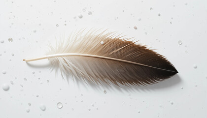 Single Bird Feather: A close-up shot of a single bird feather, showcasing its delicate texture and subtle color gradation from light to dark brown. Water droplets are scattered around the feather.