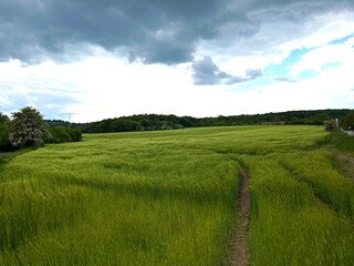 Wheat field on a cloudy spring day. Ripening wheat, ruts from combine harvesters and tractors in the field with tread marks from tires imprinted in the soft soil.