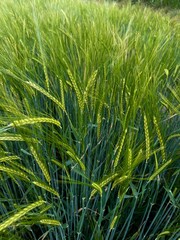 Ripening Wheat in the Field. Tender green ears sway in the light wind. Wheat field, ears of wheat