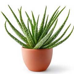 Aloe Vera On Clear White Background