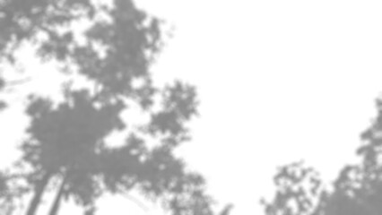 leaf shadow overlay, Mysterious abstract background shows dark black and grey texture pattern. subtle shadow and overlay effect creates moody deep artistic composition for design