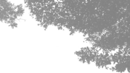 leaf shadow overlay, Dramatic abstract design featuring dark grey shadow overlay against deep transparency background. This mysterious digital texture creates an intense and modern artistic statement