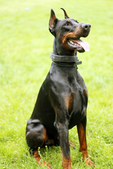 Portrait of beautiful young brown black  dobermann pinscher dog with open mouth