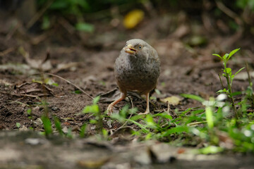 A small yellow-billed babbler bird stands in the grass in Sri Lanka.