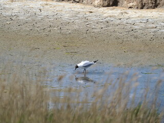 egret and common tern in pool