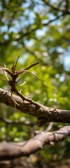 Obraz premium close up of a tree branch with a bug crawling on it