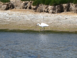 egret and common tern in pool