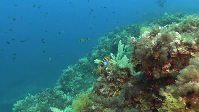 Underwater scene - Two serrano fish in shallow sea water
