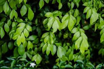 Green leaves pattern background. Green leaf texture, Natural background and wallpaper.