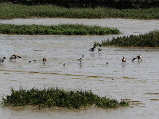 Shelduck ducks with ducklings in mud flats