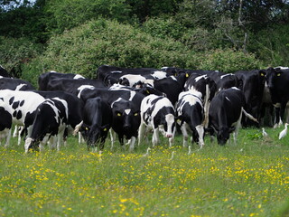 Black and white cows in buttercup field