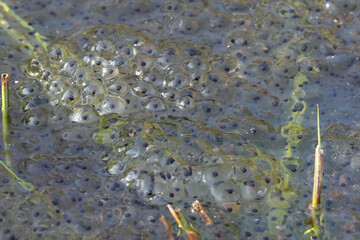 A mesmerizing cluster of Brown frog eggs, Rana temporaria glimmers beneath the water's surface, reflecting the light